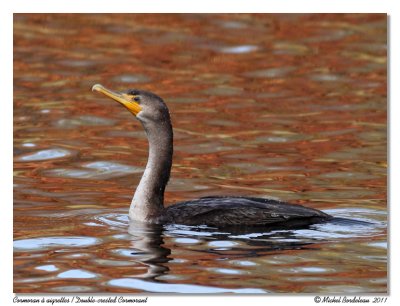 Cormoran  aigrettes  Double-crested Cormorant