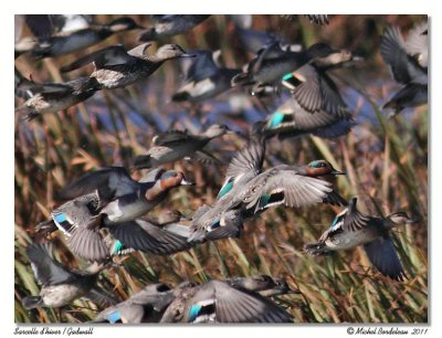 Sarcelle d'hiver - Green winged teal