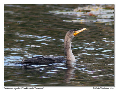 Cormoran  aigrettes  Double-crested Cormorant