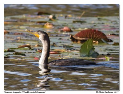 Cormoran  aigrettes  Double-crested Cormorant