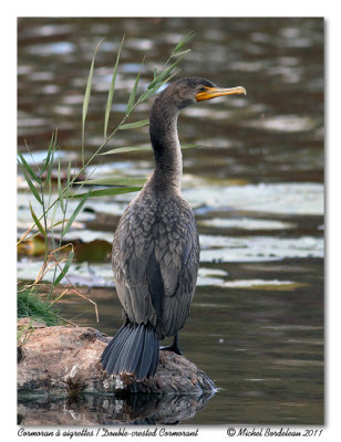 Cormoran à aigrettes Double-crested Cormorant