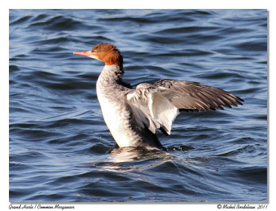 Grand Harle  Common Merganser