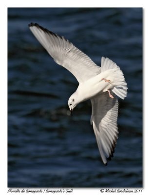 Mouette de Bonaparte  Bonaparte's Gull