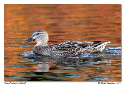 Canard colvert  Mallard