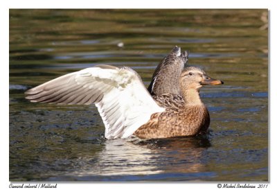 Canard colvert  Mallard