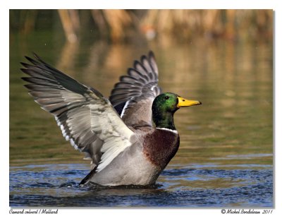 Canard colvert  Mallard