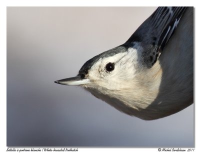 Sittelle  poitrine blanche  White-breasted Nuthatch