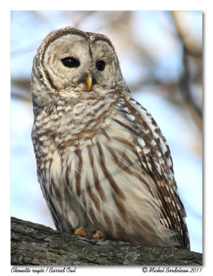 Chouette raye  Barred Owl