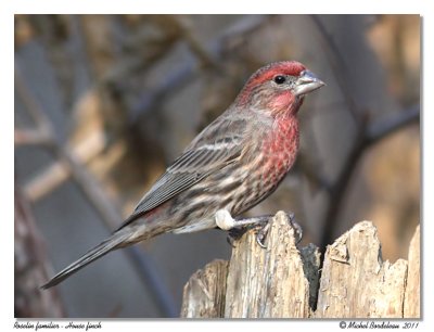 Roselin familier <br> House Finch