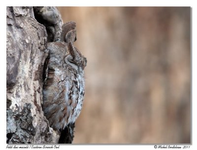 Petit duc macul  Eastern Screech-Owl