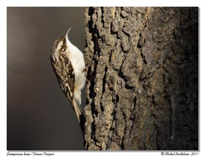 Grimpereau brun Brown Creeper
