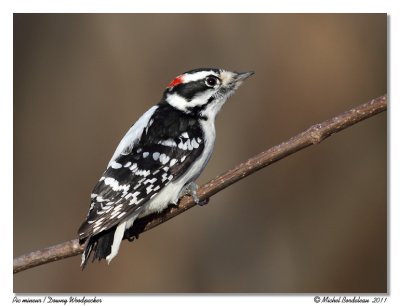 Pic mineur  Downy Woodpecker