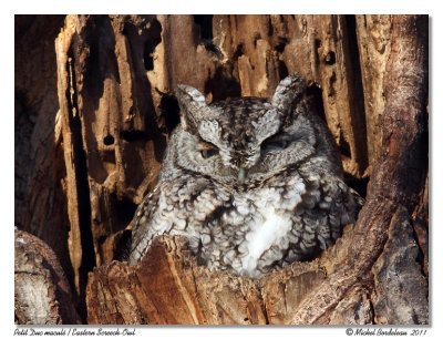 Petit-duc macul  Eastern Screech-Owl