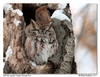 Petit-duc macul  Eastern Screech-Owl