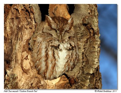 Petit-duc macul  Eastern Screech-Owl