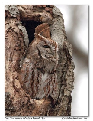 Petit-duc macul  Eastern Screech-Owl