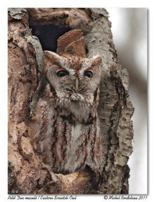 Petit-duc macul  Eastern Screech-Owl