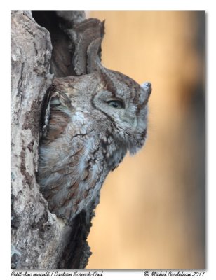 Petit-duc macul  Eastern Screech-Owl