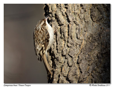 Grimpereau brun  Brown Creeper