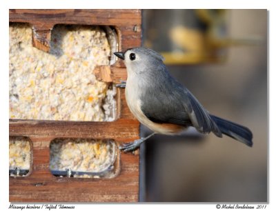 Msange bicolore  Tufted Titmouse