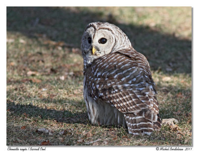 Chouette raye  Barred Owl