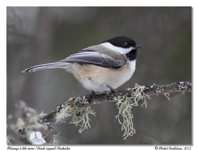 Msange  tte noire  Black-capped Chickadee