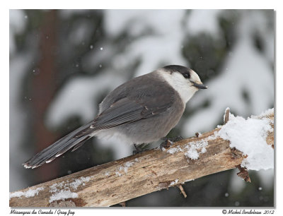 Msangeai du Canada  Gray Jay