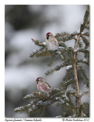 Sizerins flamms  Common Redpolls