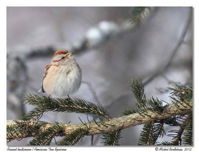 Bruant hudsonien  American Tree Sparrow