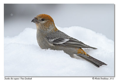 Durbec des sapins  Pine Grosbeak