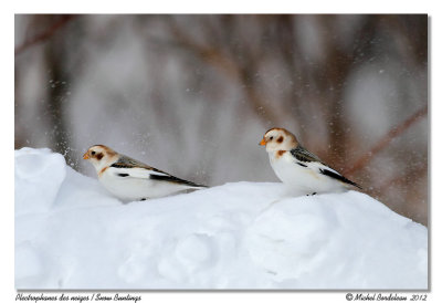 Plectrophanes des neiges  Snow Buntings