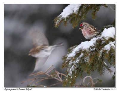 Sizerin flammé Common Redpoll