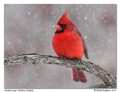 Cardinal rouge  Northern Cardinal