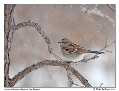 Bruant hudsonien  American Tree Sparrow