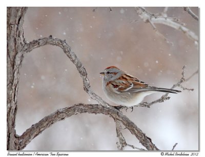Bruant hudsonien American Tree Sparrow