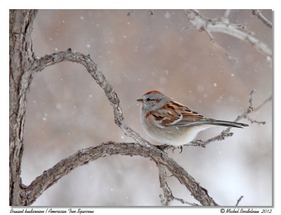 Bruant hudsonien <br/> American Tree Sparrow