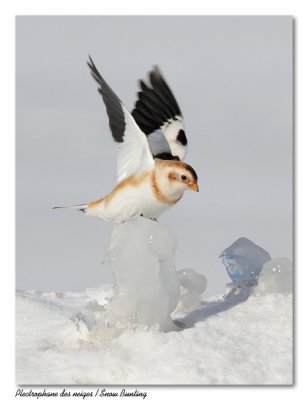 Plectrophane des neiges  Snow Bunting