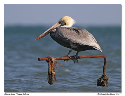 Plican brun  Brown Pelican