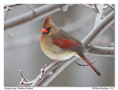 Cardinal rouge  Northern Cardinal