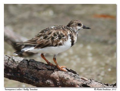 Tournepierre  collier  Ruddy Turnstone