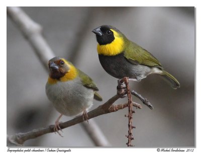 Soprophiles petit-chanteurCuban Grassquits