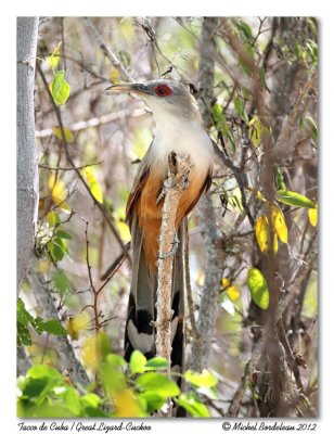 Tacco de Cuba  Great-lizard Cuckoo