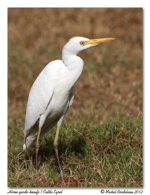 Hron garde-boeufs  Cattle Egret