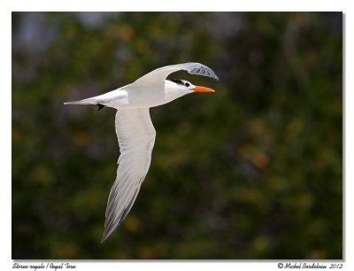 Sterne royale  Royal Tern