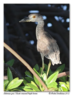 Bihoreau grisBlack-crowned Night-Heron