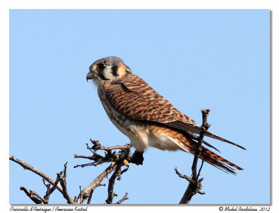 Crcerelle d'AmriqueAmerican Kestrel