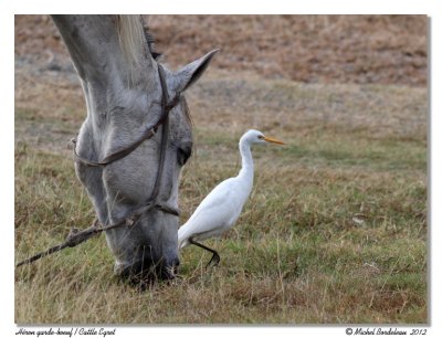 Hron Garde-boeufCattle Egret