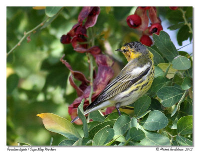 Paruline tigreCape May Warbler