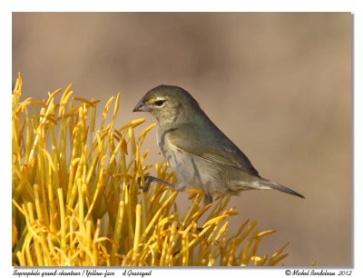 Soprophile grand-chanteurYellow-faces Grassquit