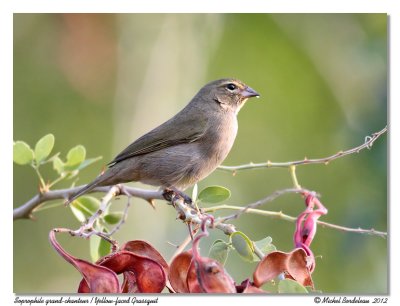 Soprophile grand-chanteurYellow-faces Grassquit